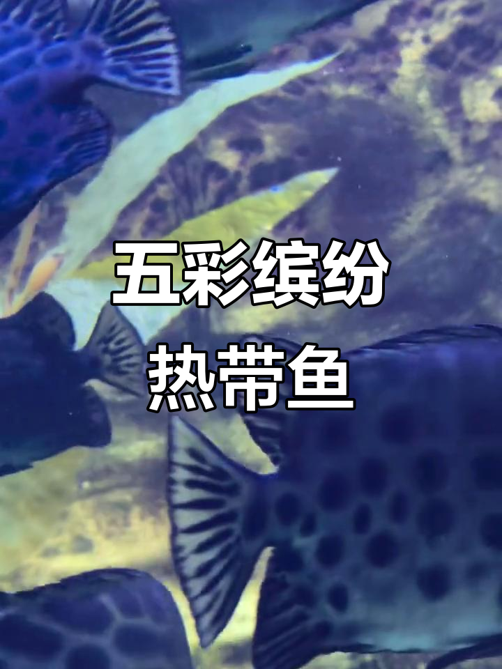 色彩斑斓的热带鱼,优雅又美丽