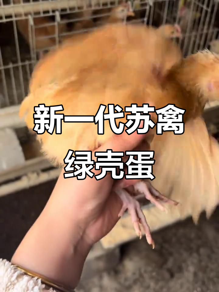 苏禽绿壳蛋鸡新品种,活力更强、抗病力提升
