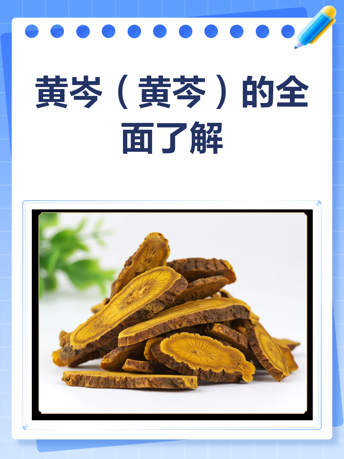 黄岑(黄芩)功效与作用及禁忌全解析!