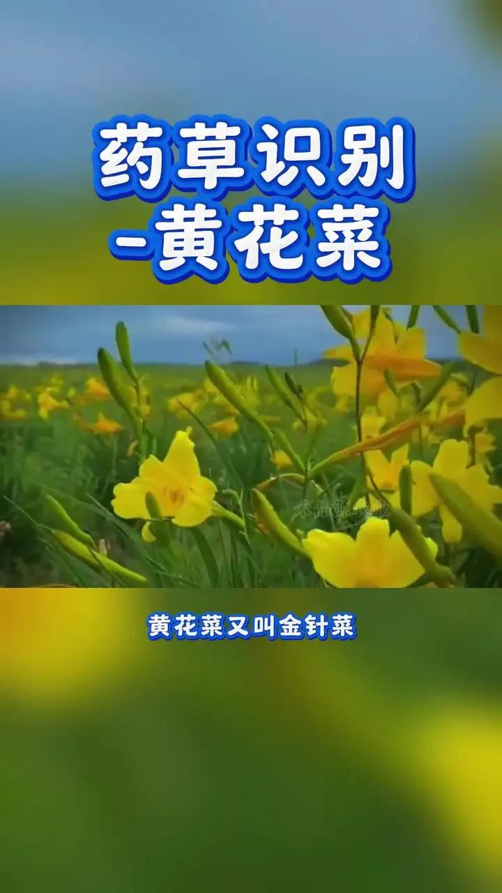 药草识别-黄花菜;药草识别-黄花菜;被誉为“四大素山珍”之一,别名金针菜、柠檬萱草等,是阿