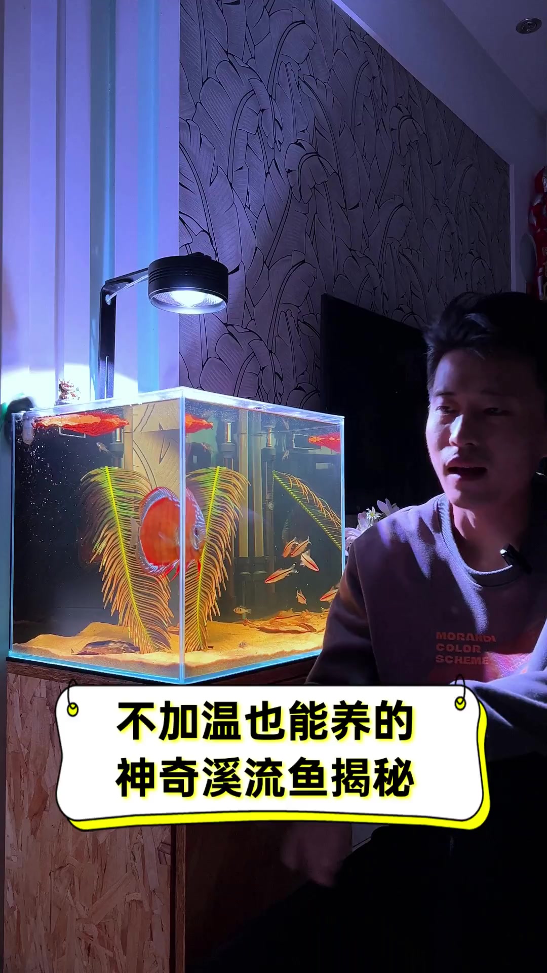 不加温也能养的神奇溪流鱼揭秘