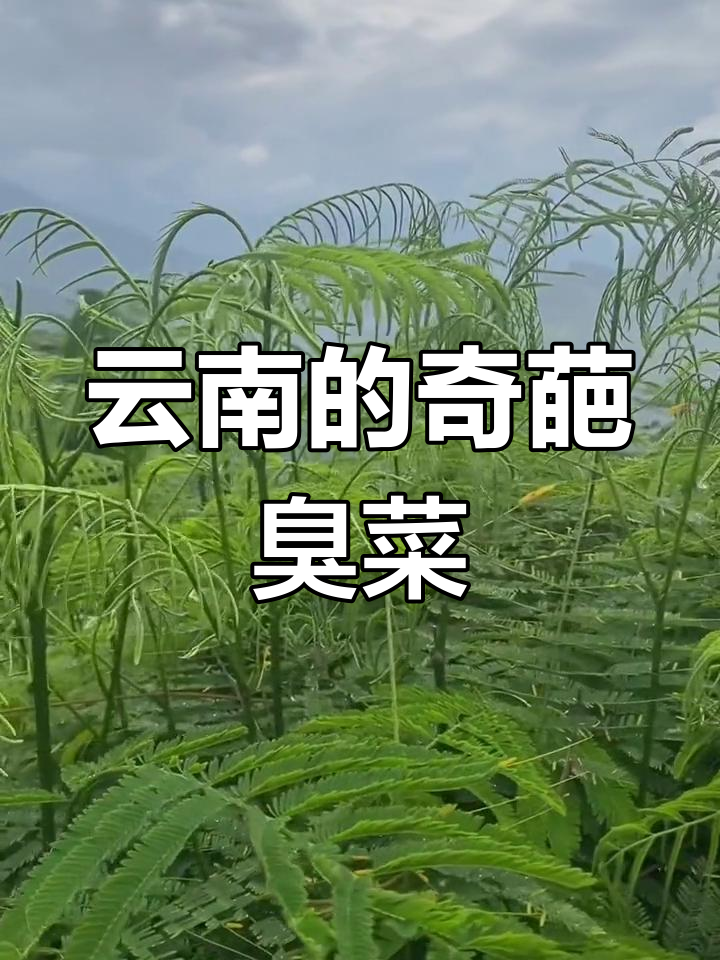 云南傣族爱不释手的臭菜,比鱼腥草还难闻