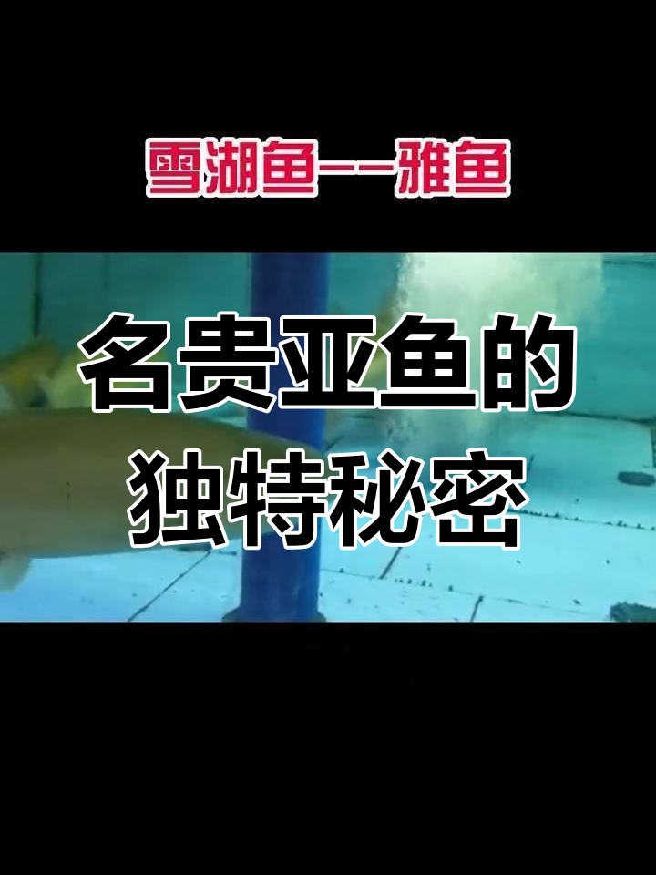 亚鱼:宝剑藏头的名贵冷水鱼,口感鲜美营养丰富