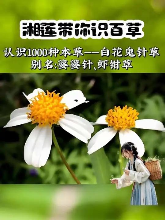 这种爱粘人的鬼针草,是不是很讨厌?但是你不知道,它可是有大作用呢,一起来了解一下!