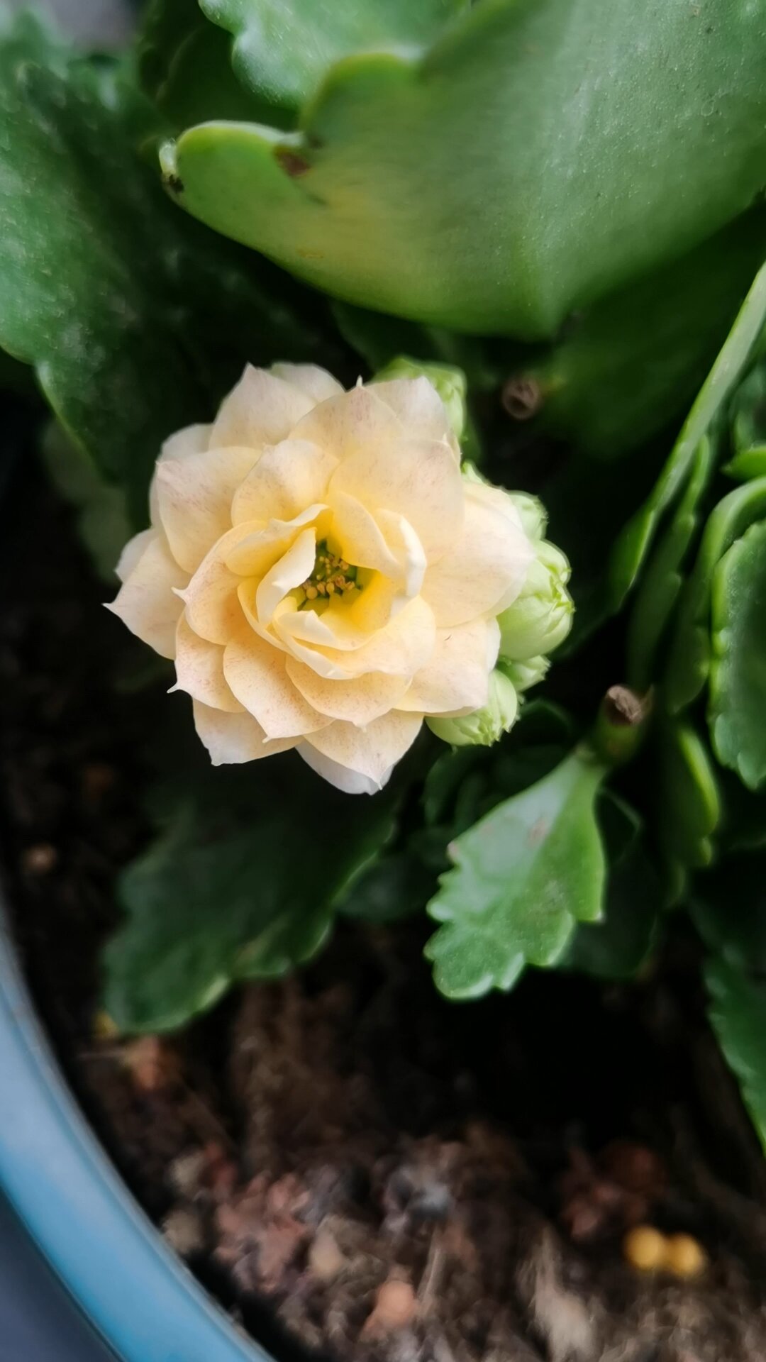 长寿花之香草冰激凌复花,好大一朵