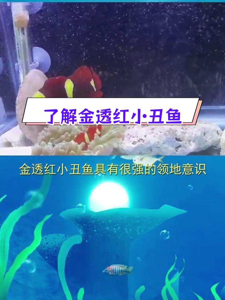 金透红小丑鱼:海洋中的美丽生物