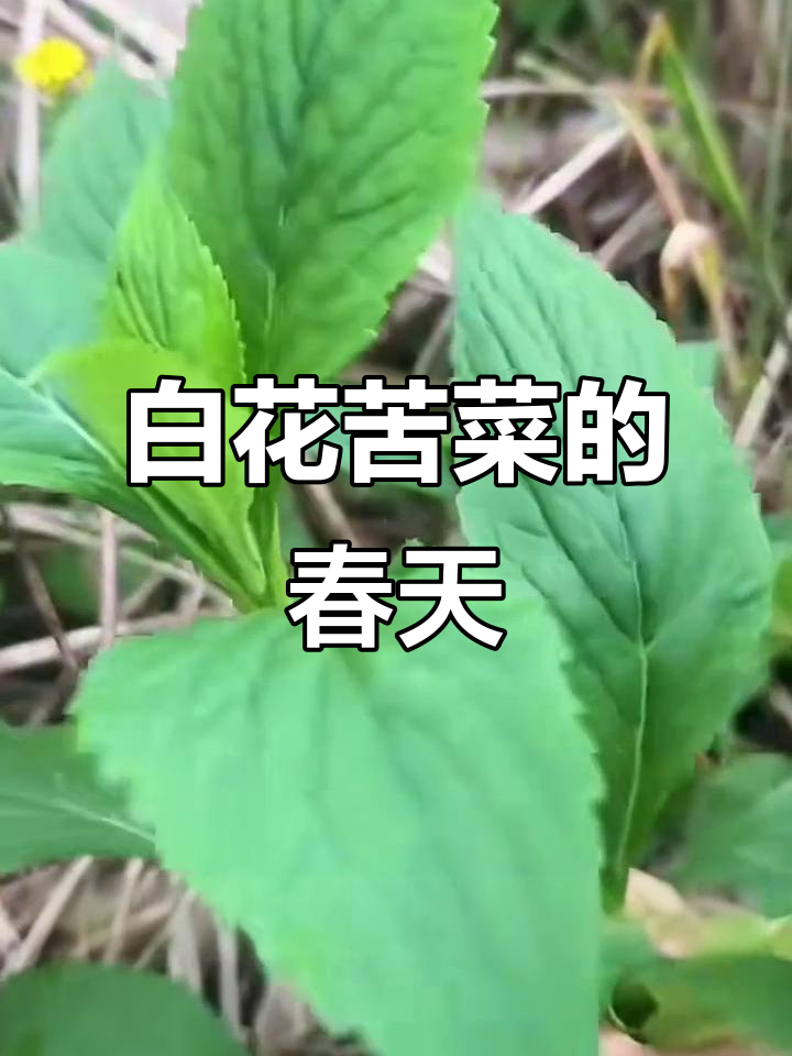 苦菜：白花败酱草，春季美味野菜