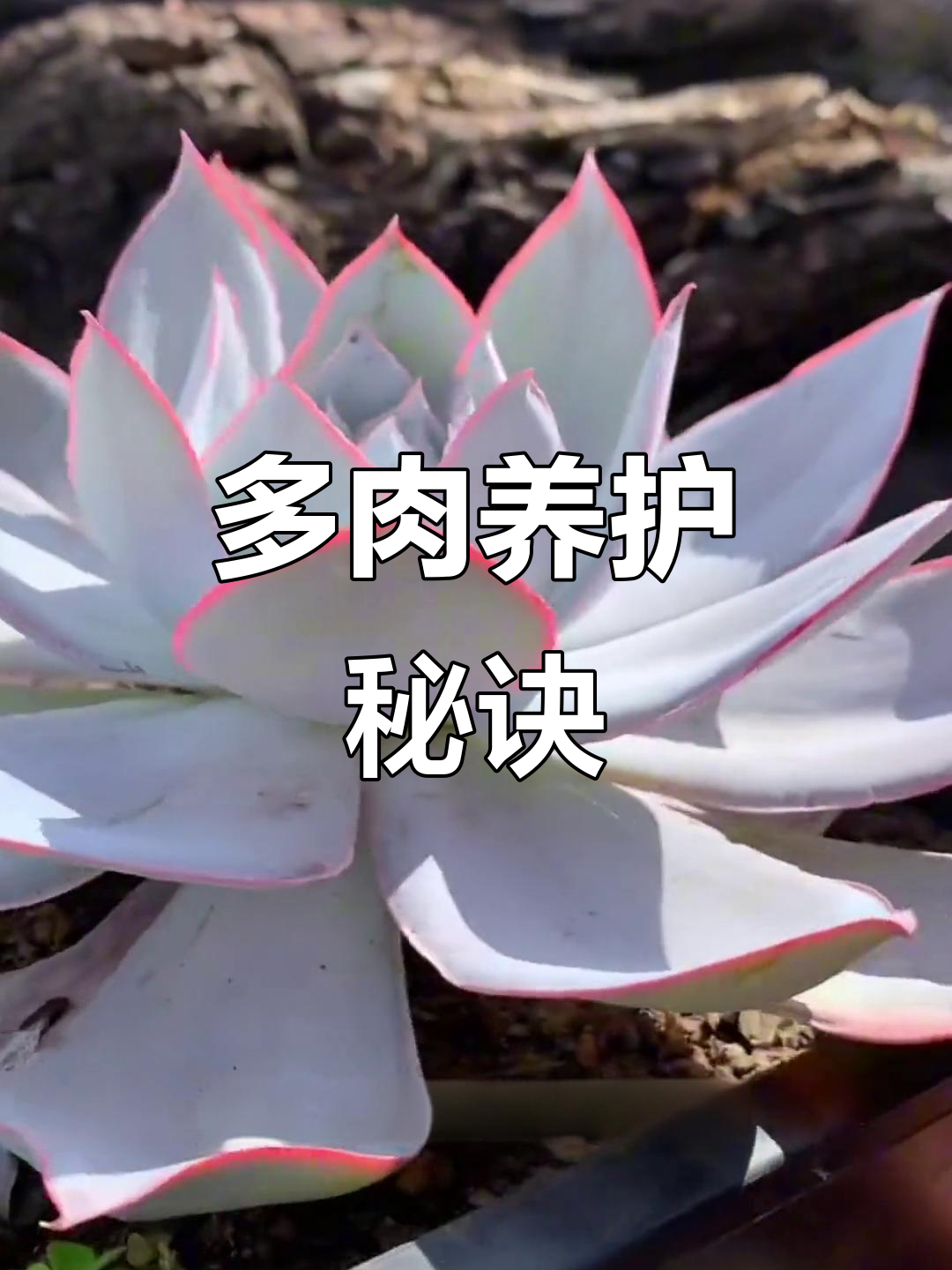 广寒宫多肉养护秘籍,轻松解决各种问题!