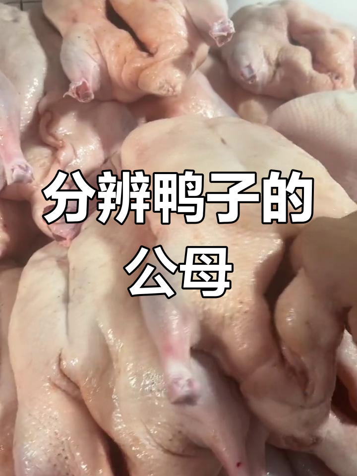 如何区分公母鸭子,屠宰后如何判断