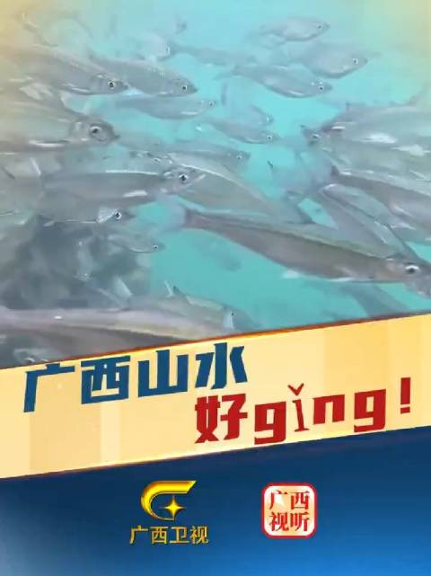 水清鱼靓!广西的山水就是那么ging~近日,网友在河池天峨游玩,视频中的湖被青山环绕,镜头