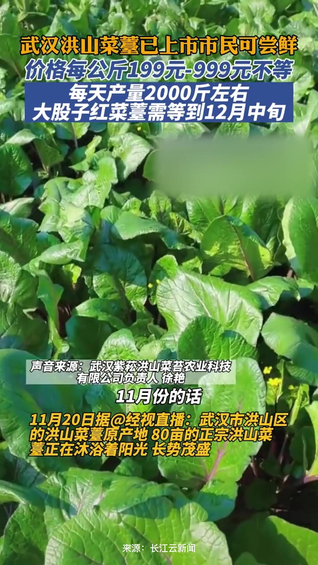 武汉洪山菜薹已上市,市民可尝鲜,价格每公斤199元到999元不等