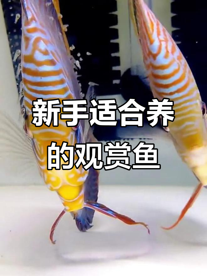 哪种鱼最适合新手养?七彩神仙、灯鱼等难度大揭秘