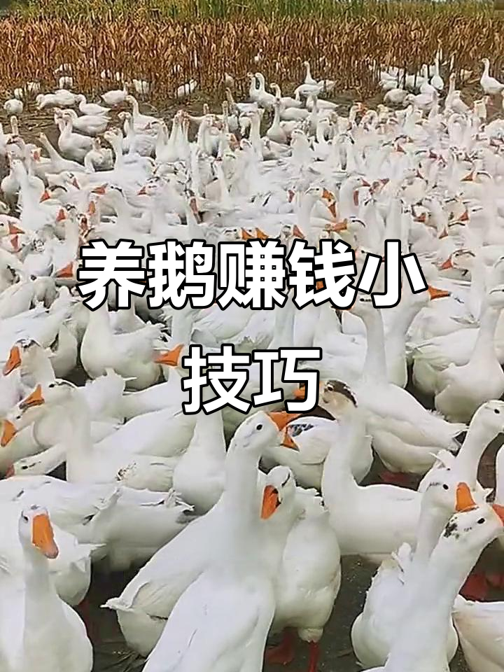 农村养鹅低成本高回报,几万块投资赚大钱