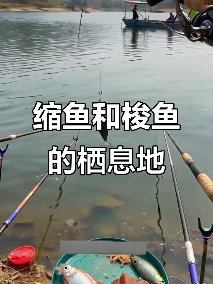 缩鱼与梭鱼的浅水生活：从河口到深海的迁徙