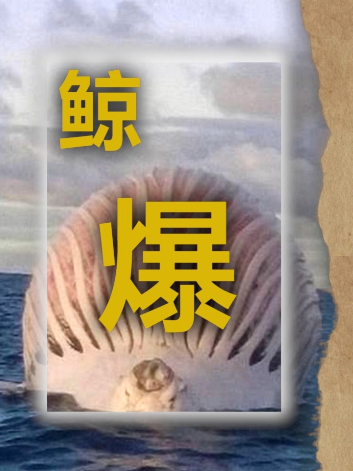 鲸爆到底有多恐怖?为什么鲸鱼死后会爆炸呢