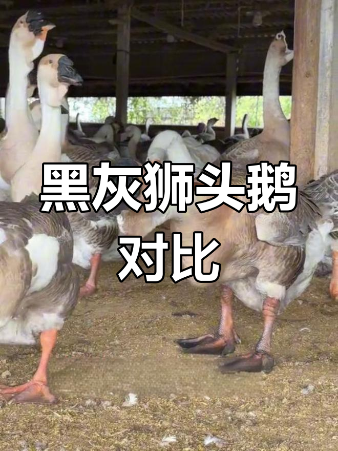 黑色狮头鹅与灰色差异揭秘