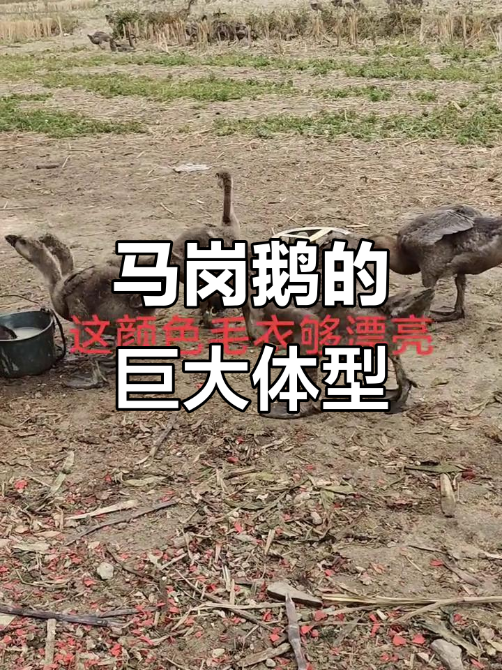 这些马岗鹅骨架惊人，成年公鹅重达十六斤！