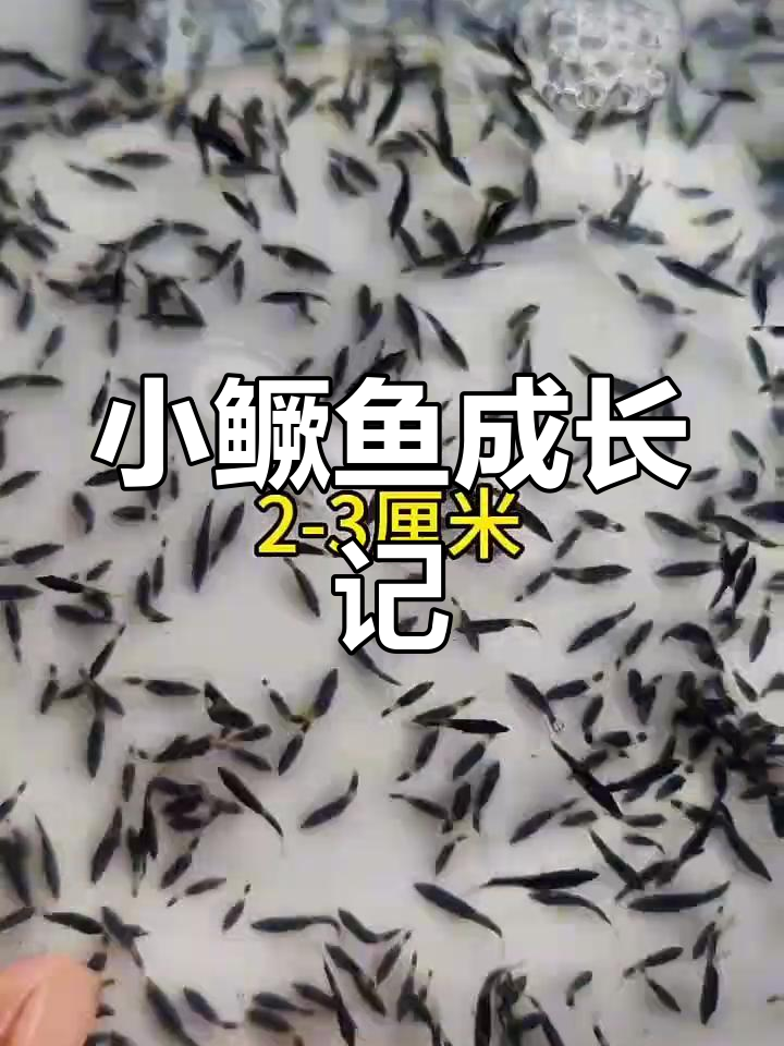 桂花鱼养殖初体验,头批小鳜鱼的成长记录