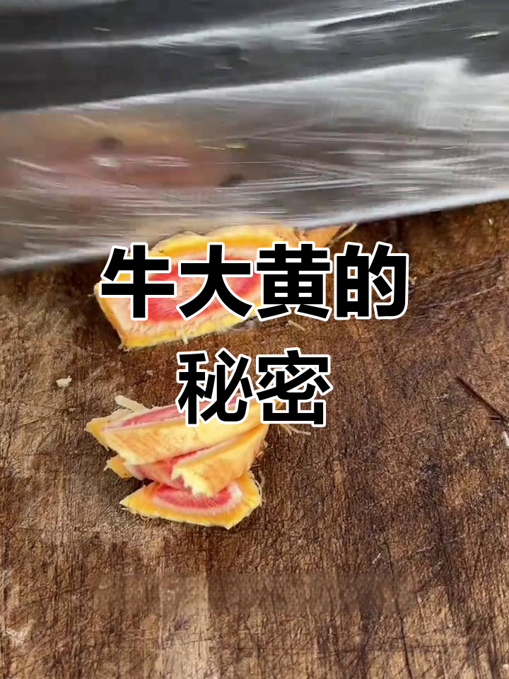 牛大黄:老人视为珍宝的野菜,根茎如黄金般珍贵