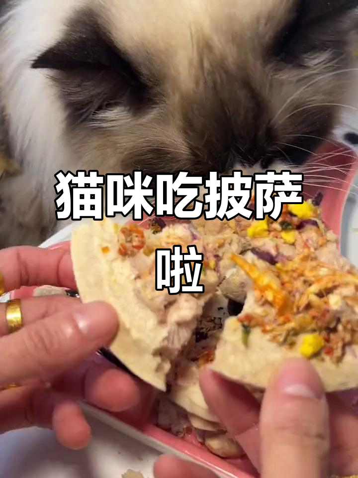 猫咪也能吃披萨,超豪华的猫用零食大餐