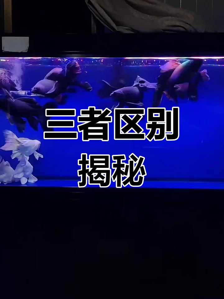 墨蝶、黑彗星与黑蝴蝶的区别,你了解吗?