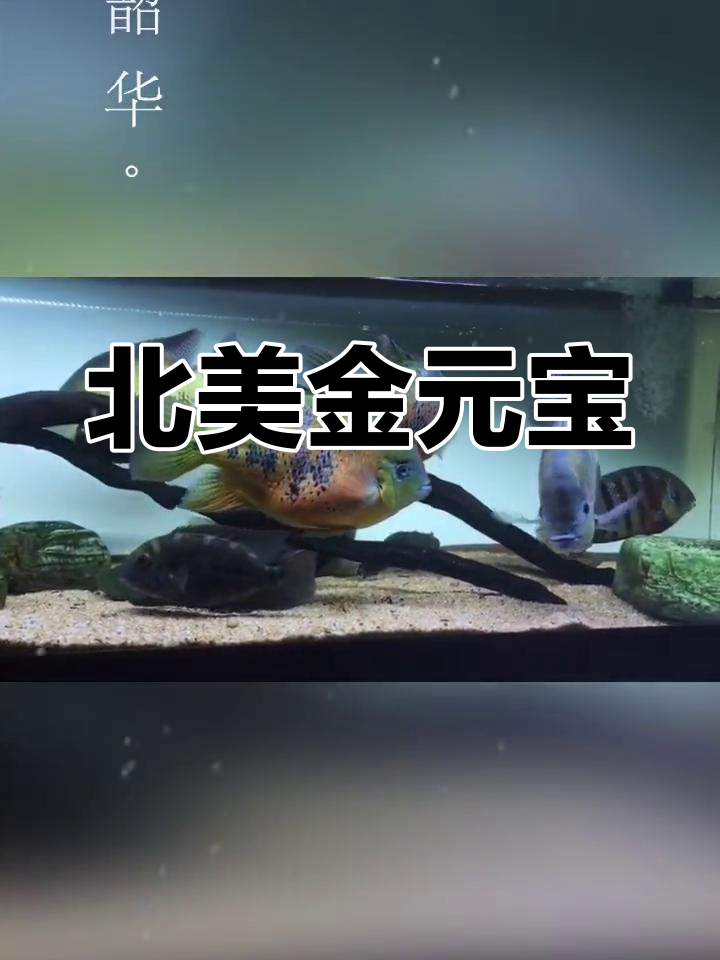 金元宝鱼,温和又有趣,来自北美的独特生物