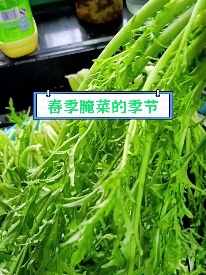 春天腌菜好时节,嵊州人叫它“九心菜”