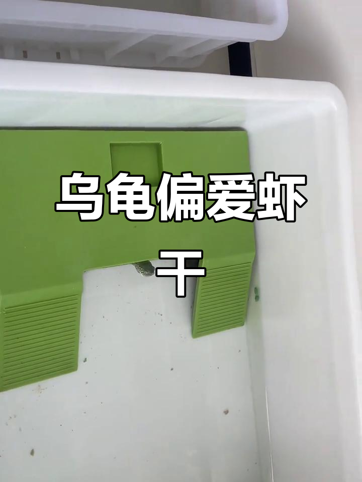 乌龟不吃龟粮,却对虾干情有独钟