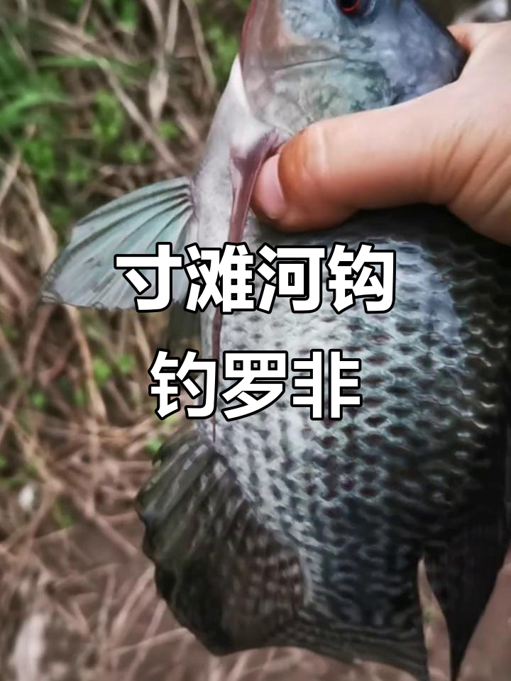 寸滩河沟钓鱼挑战,路飞技巧大比拼