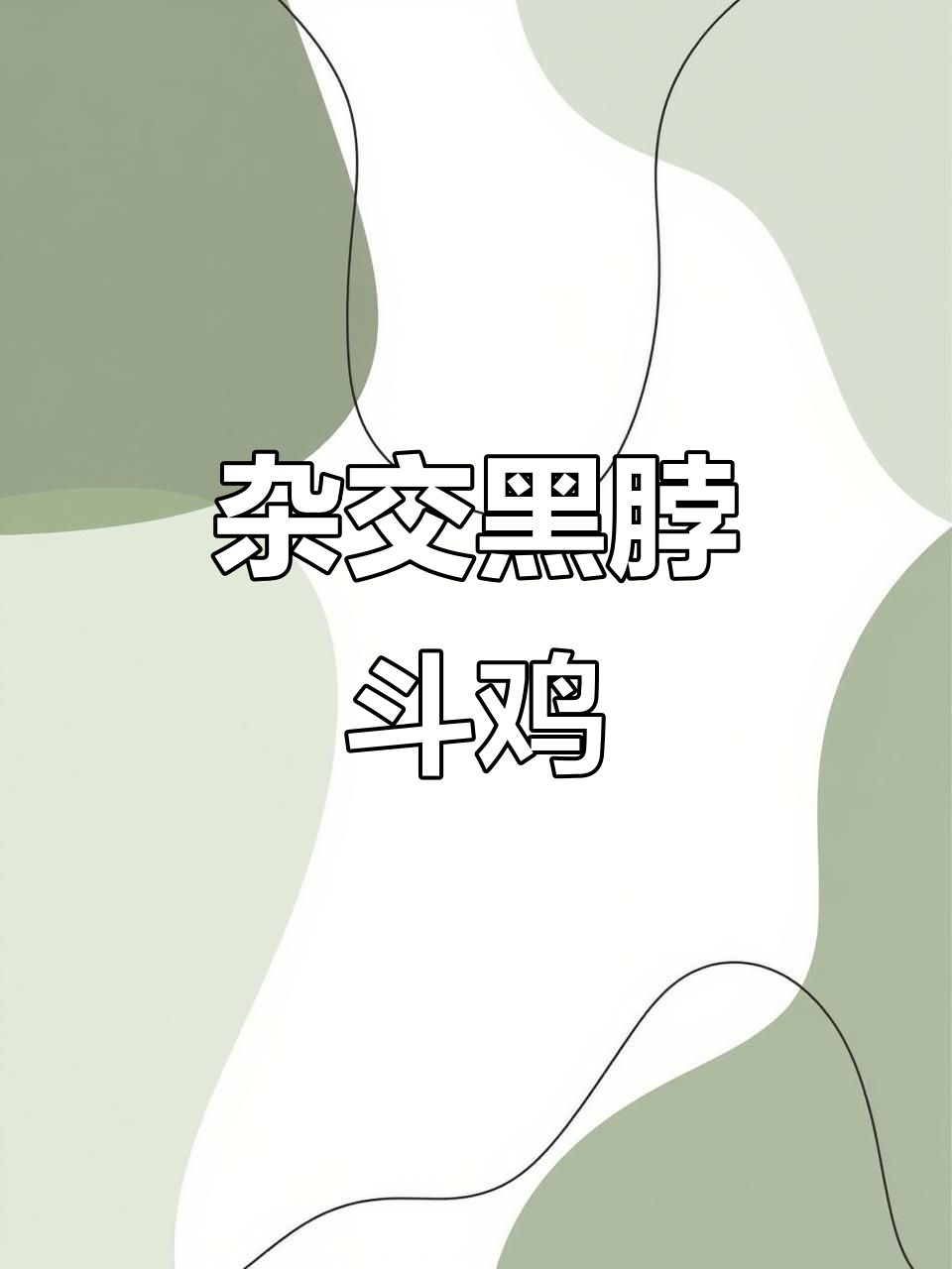 黑脖斗鸡:杂交公鸡的战斗与文化传承
