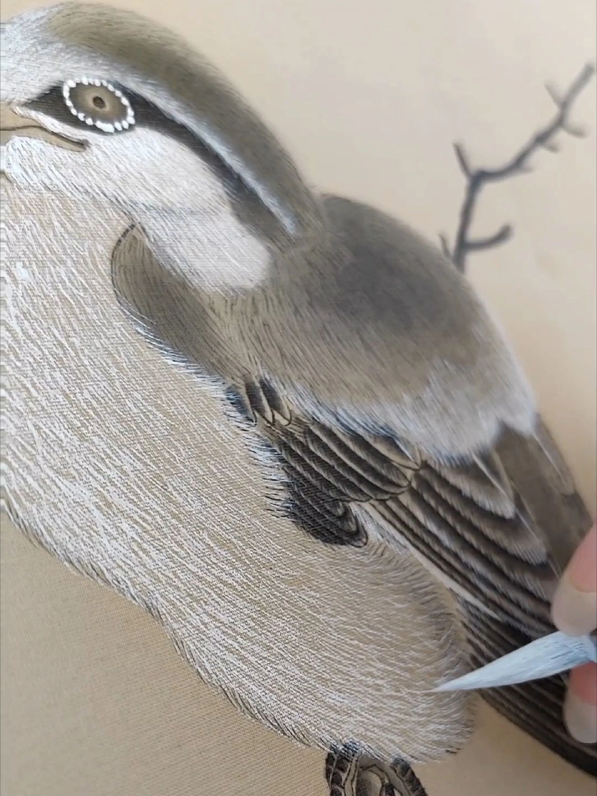 工笔画|鸟的丝毛画法～