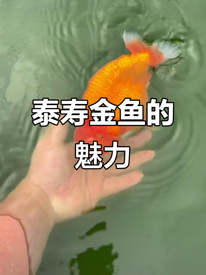 泰国兰寿,独特风格引人爱,金鱼爱好者纷纷晒出珍藏!