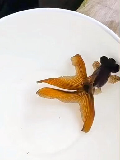 传统金鱼 龙睛裙尾