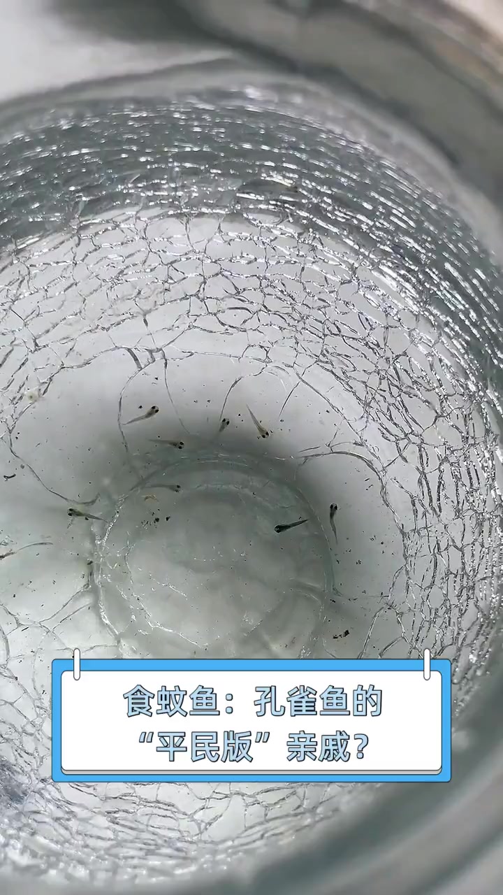 食蚊鱼:孔雀鱼的“平民版”亲戚?