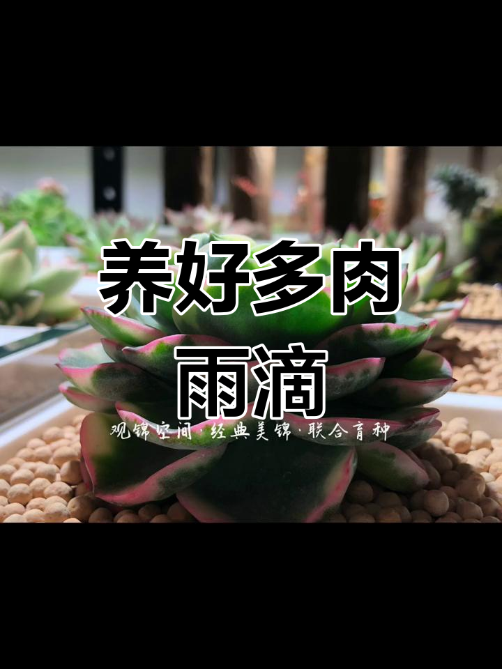 雨滴多肉:如何养出瘤子,叶片变红更美