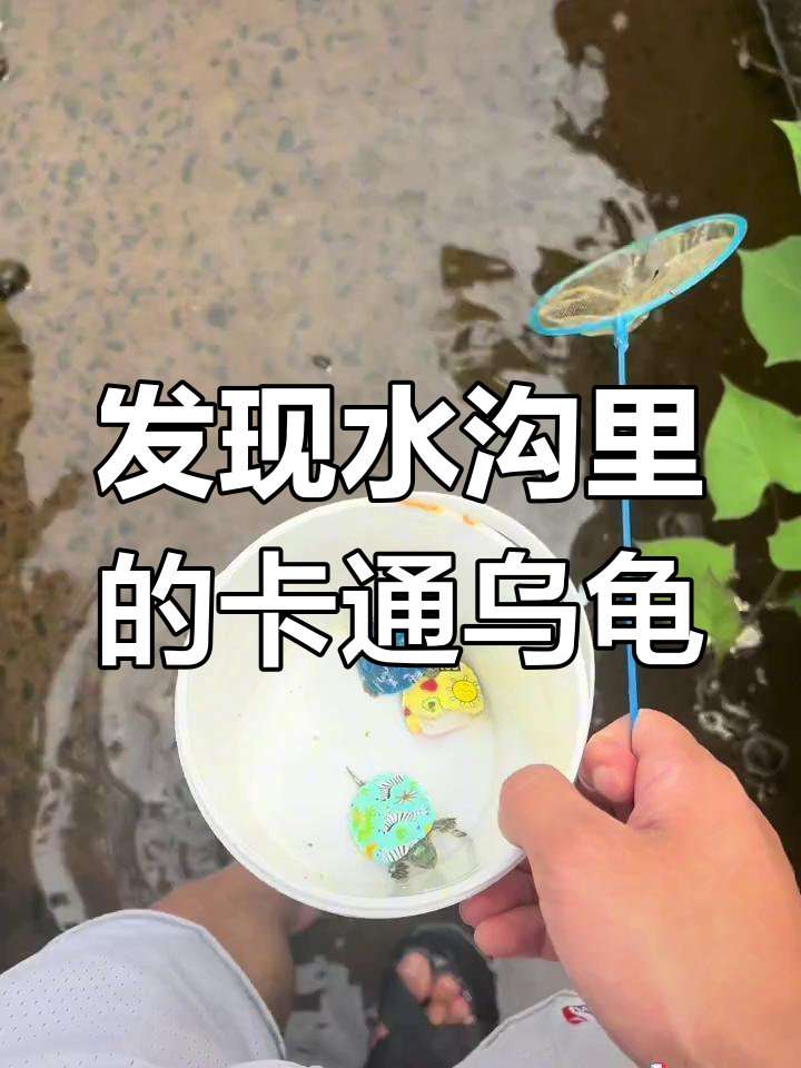 水沟里竟然有蓝色卡通乌龟,白色小龙虾也现身!