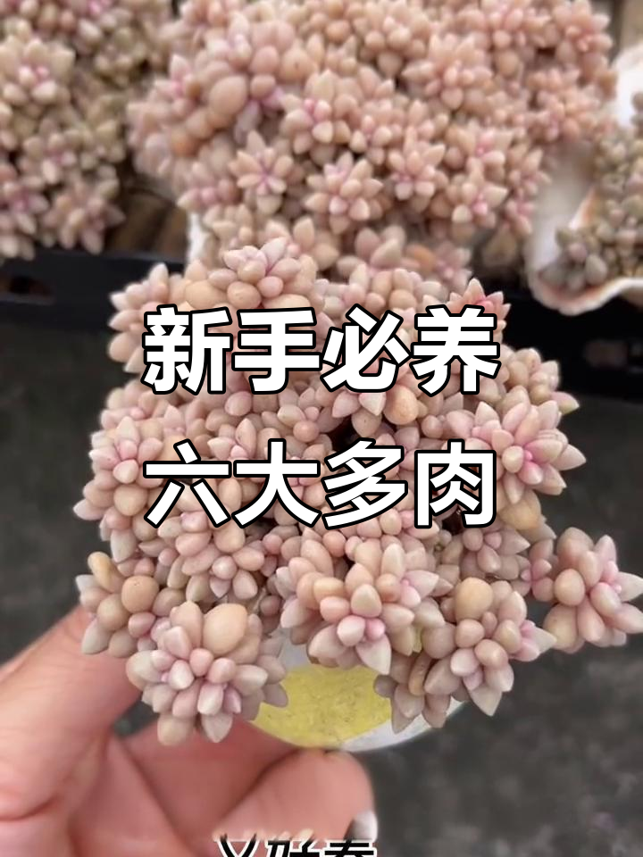 适合新手养的六款多肉植物，黄丽、紫珍珠等超耐造