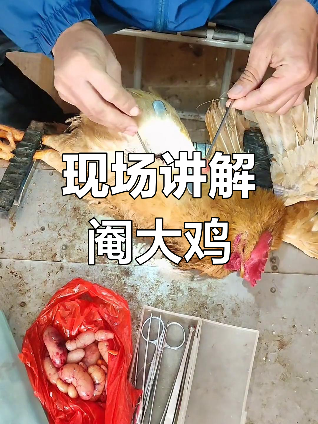 传统阉鸡技艺全流程揭秘