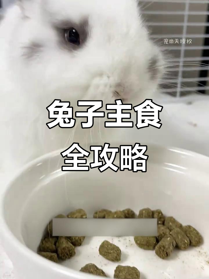 兔子主食到底该吃什么?别再只喂兔粮了!