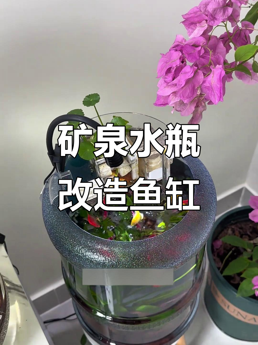 矿泉水桶变鱼缸,一键排污轻松养鱼