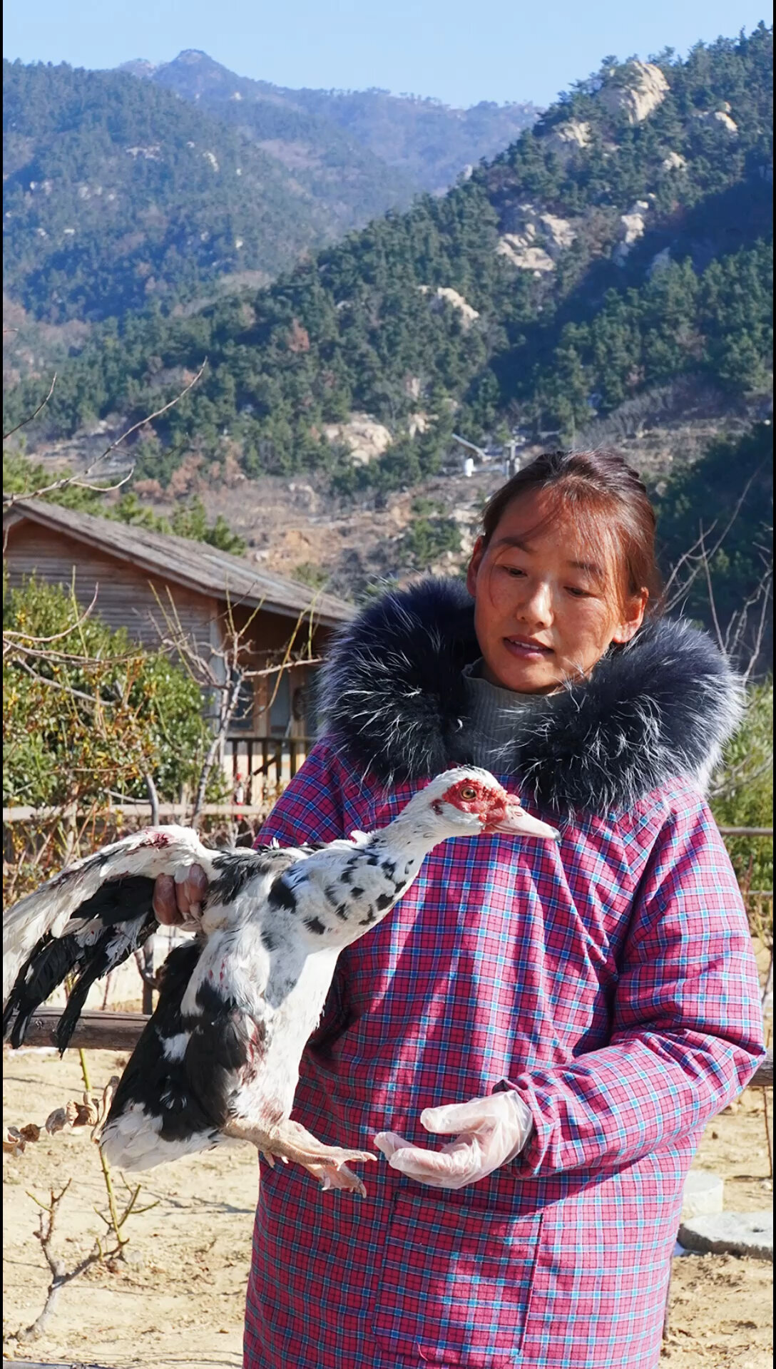 雉鸭