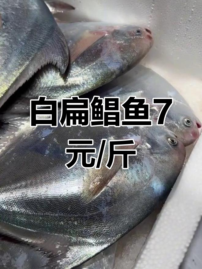 象山港白扁鲳鱼价格走高,七块一斤