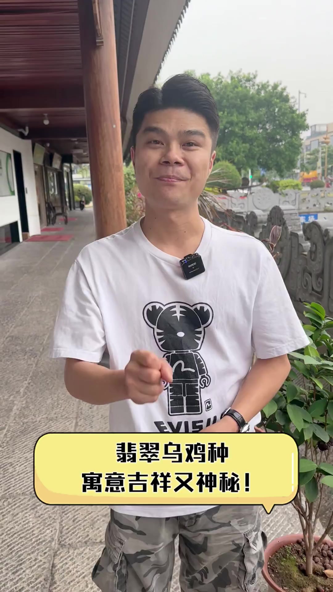 翡翠乌鸡种,寓意吉祥又神秘!