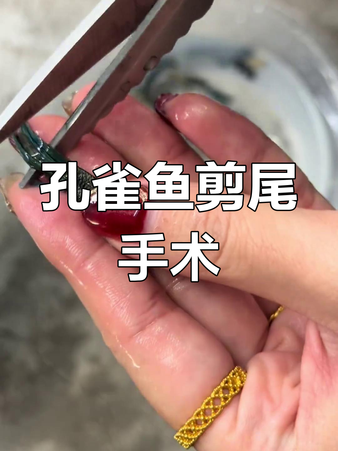 孔雀鱼尾巴烧伤,手术剪尾恢复过程全记录