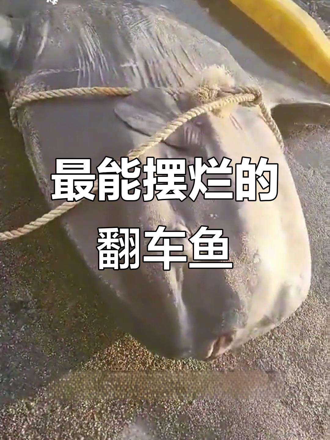 翻车鱼:我摊牌了,我是最能摆烂的海洋生物!
