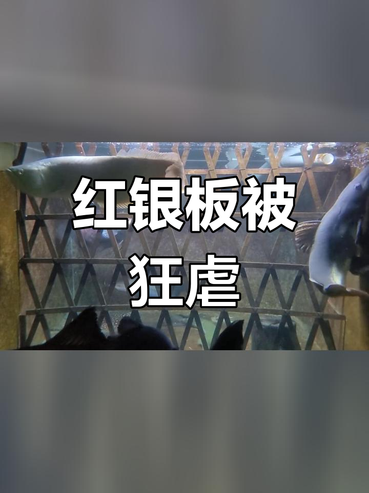 艾索顿战船与红银板鱼激战,禁区制裁不容忽视