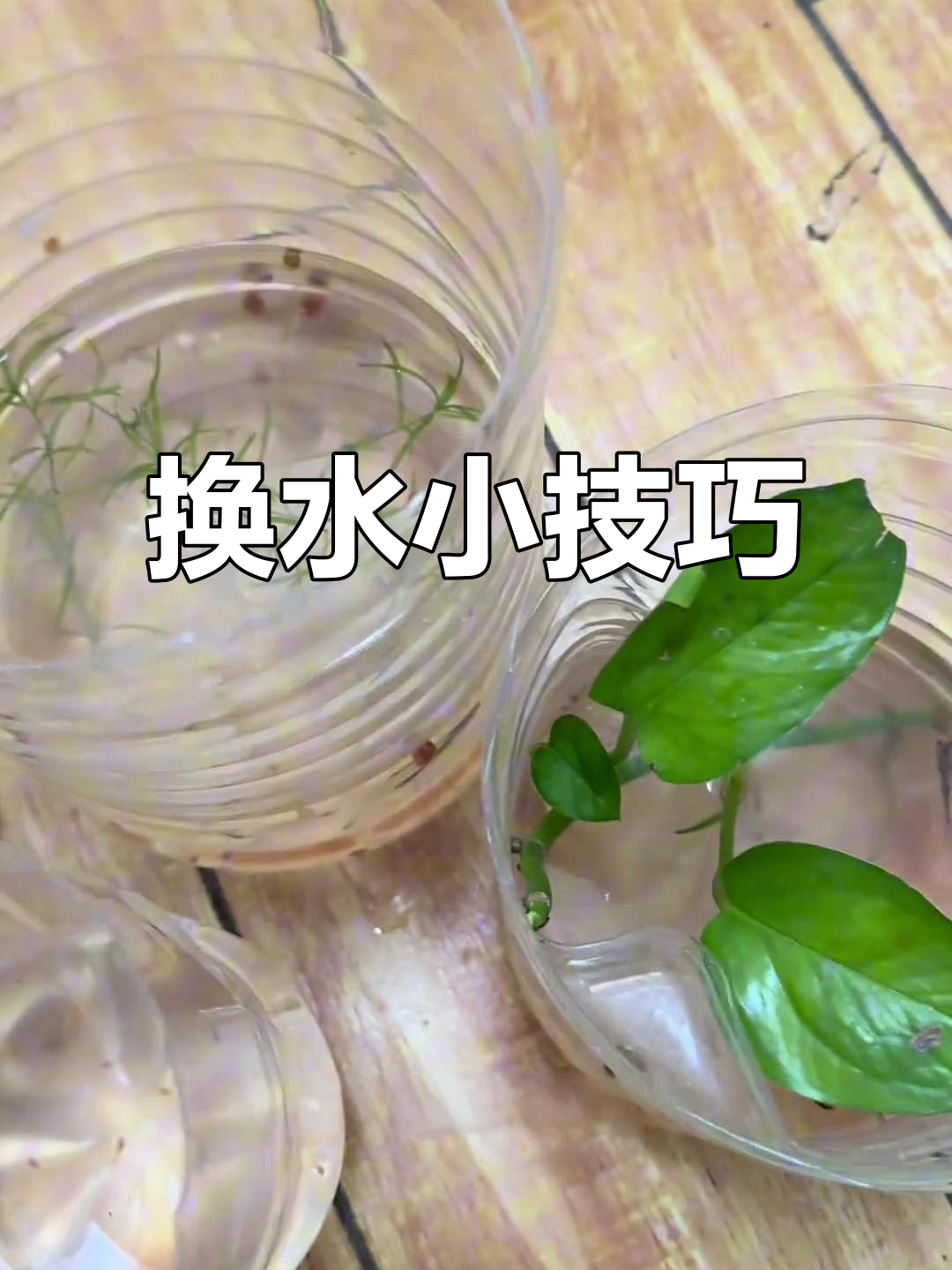 幼鱼换水最省事,全换法让水质更纯净,避免交叉感染风险