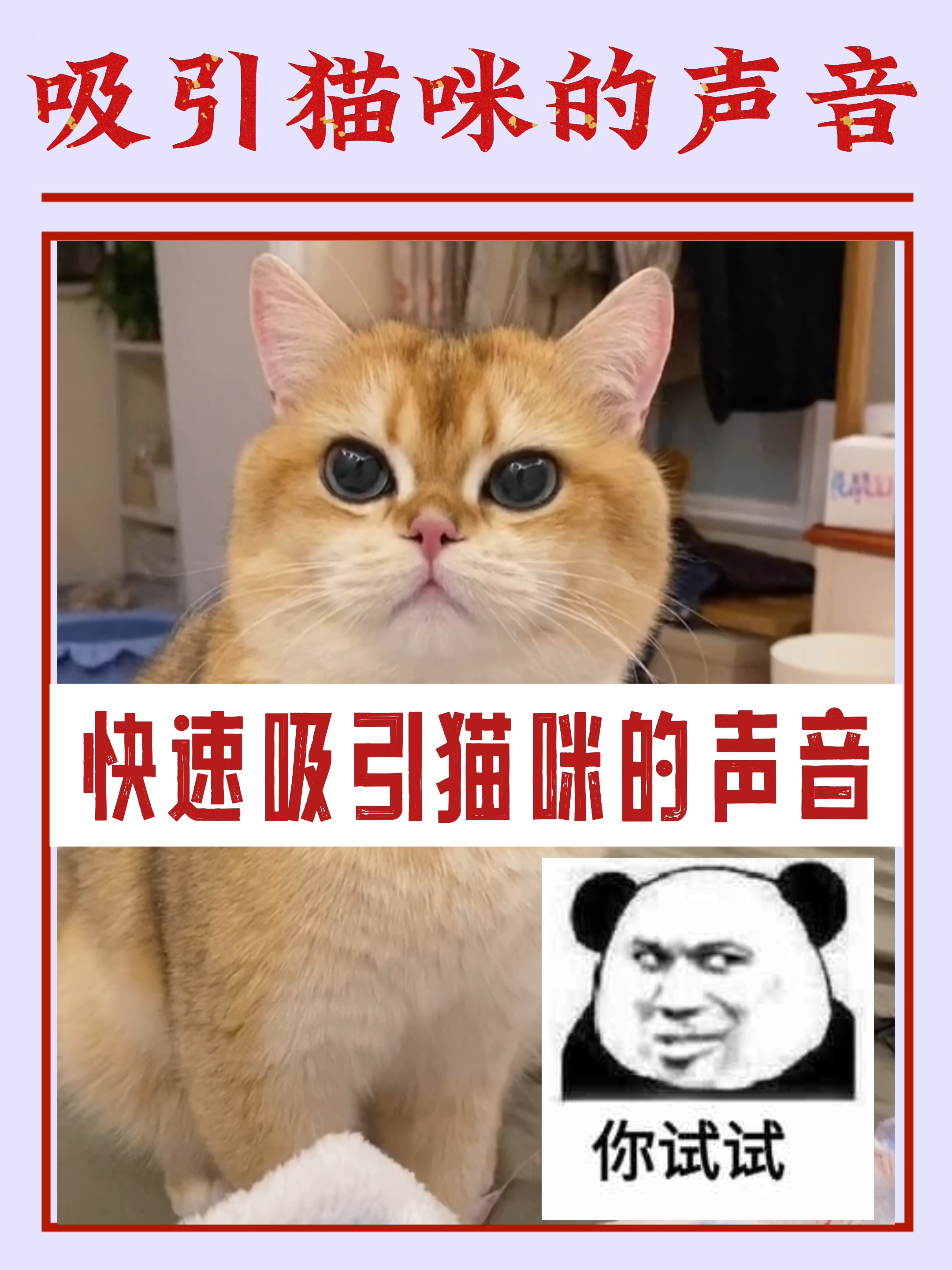 快速吸引猫咪的几种声音,快来试试吧