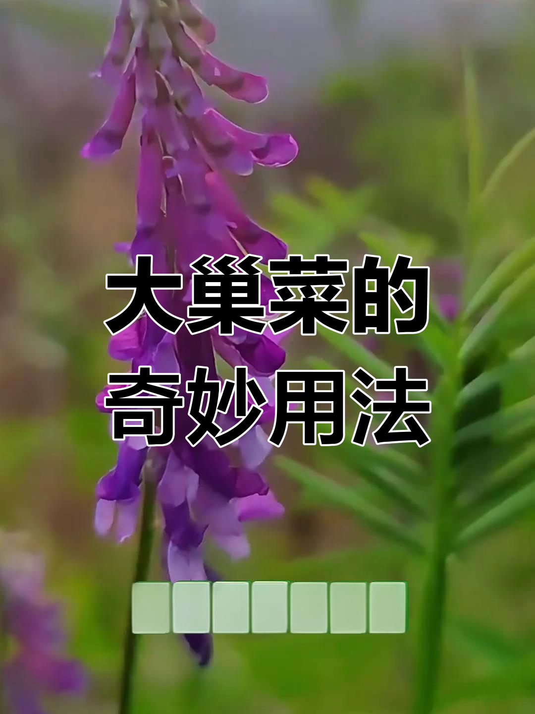 野豌豆的秘密:它不仅是杂草,还能这样吃!