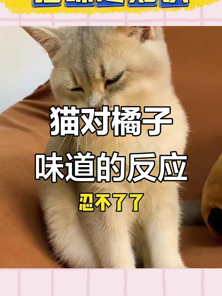 猫咪为何讨厌柑橘味?原来它们是“酸”敏感!